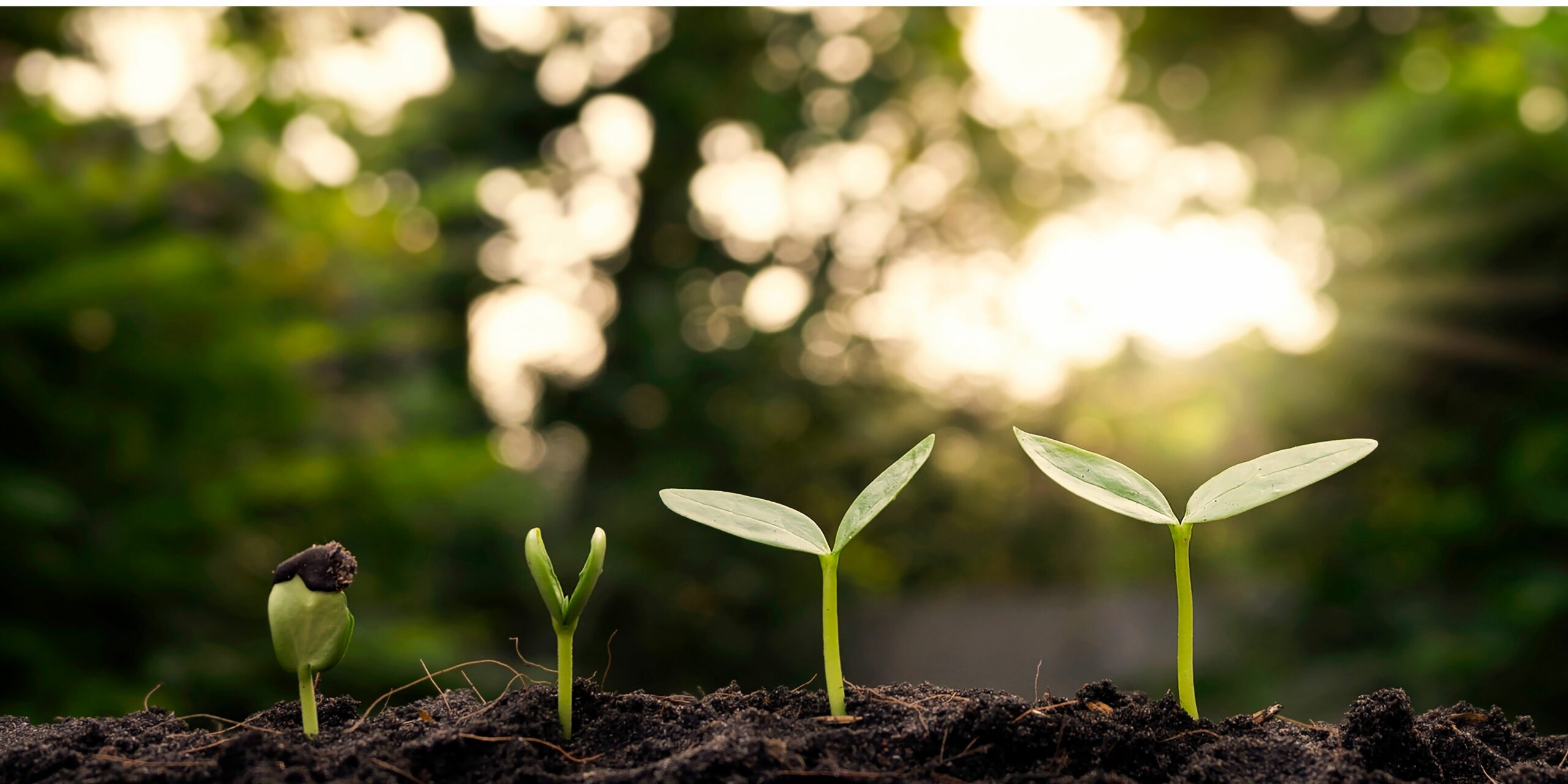 developpement durable rédaction web